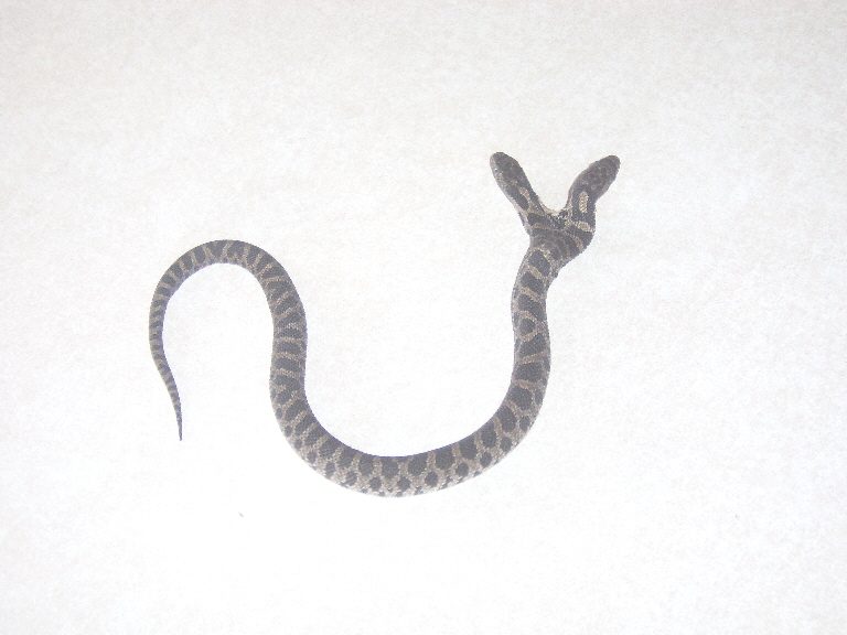 Two headed snake