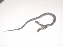 Two Headed snake