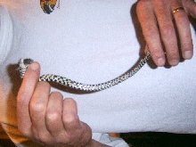 Belly shot