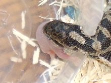 Please help me identify this snake