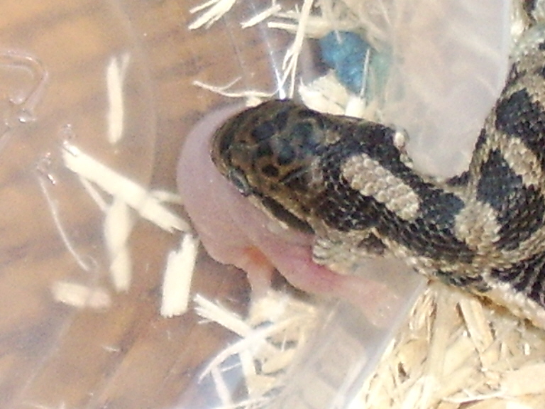 Please help me identify this snake