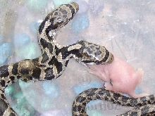 two headed snake