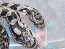 two headed snake
