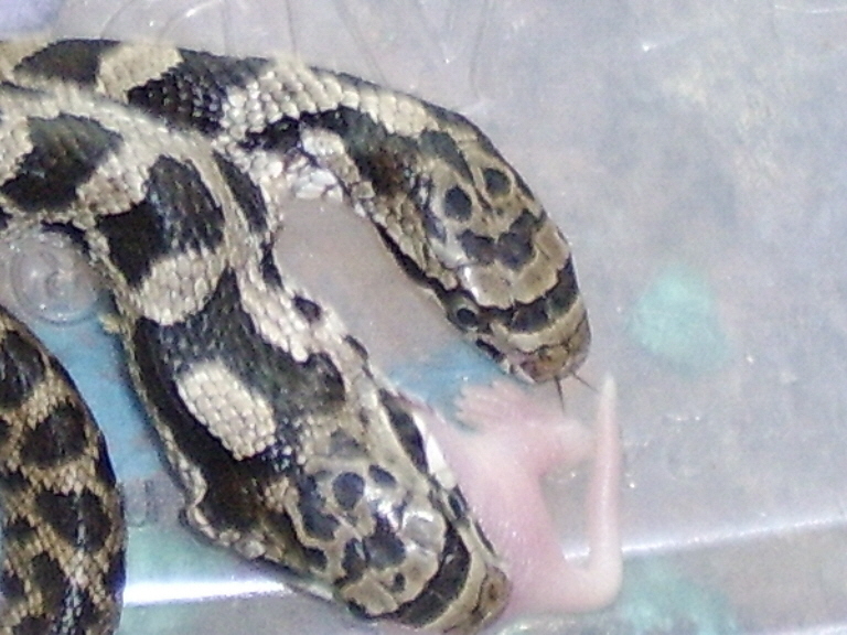two headed snake