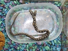 two headed snake