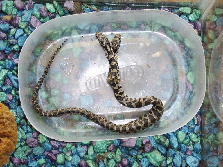 two headed snake