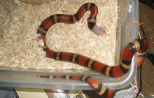 06 annulata female eating