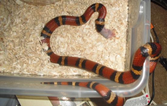 06 annulata female eating