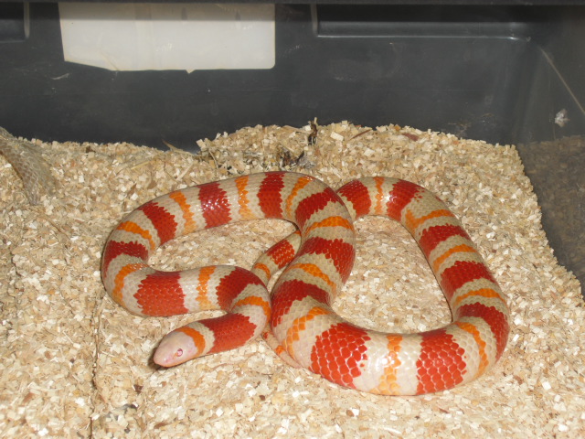 albino annulata male