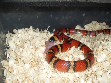 mexican milk female