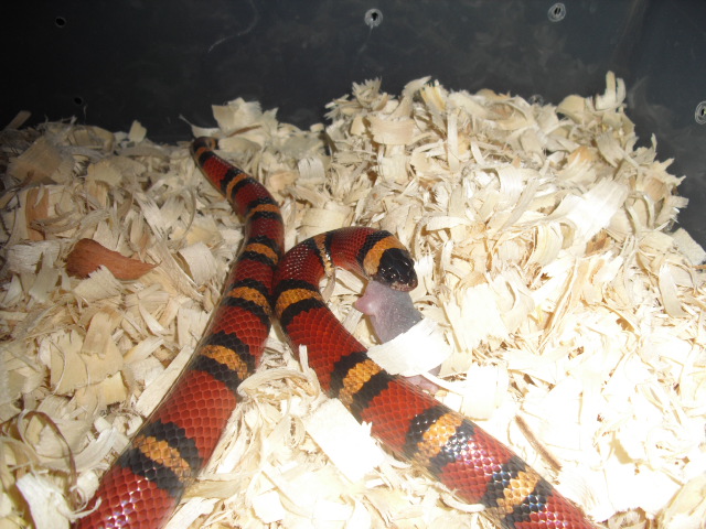 08 annulata female