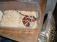 regular hypo pueblan milk