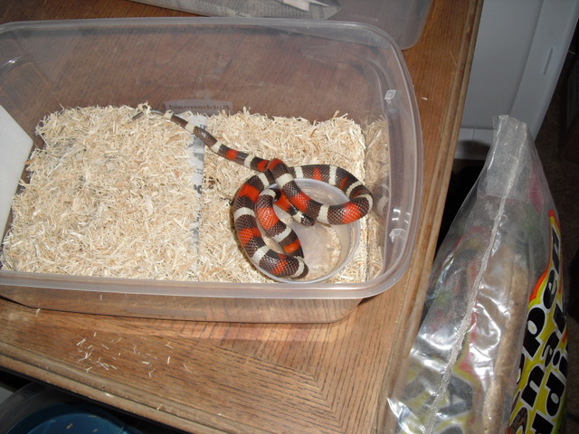 regular hypo pueblan milk