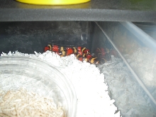 young hypo apricot pueblan milk
