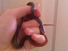 TX Regal Ringneck Adult
