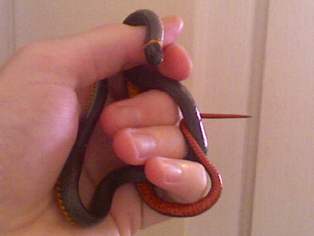 TX Regal Ringneck Adult