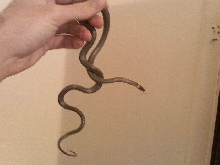 Adult Female Regal Ringneck