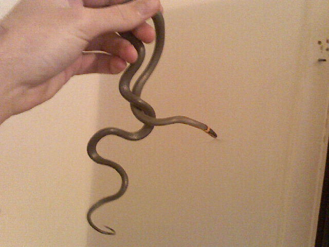 Adult Female Regal Ringneck