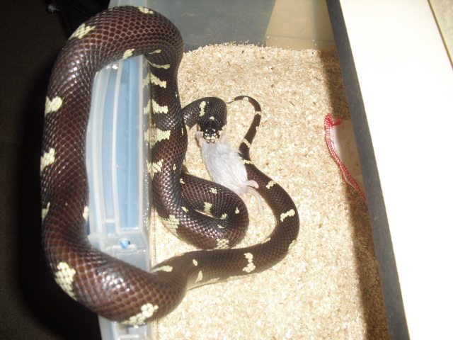 female mosaic cal king