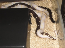 first breeding of the season