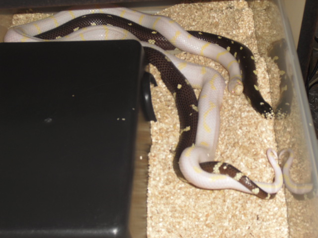 first breeding of the season