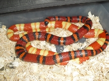 albino and apricot het albino male