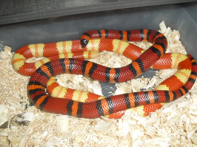 albino and apricot het albino male