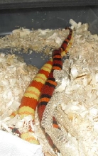 albino and het albino breeding