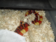 albino and het albino 3