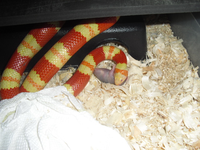 albino annulata eating
