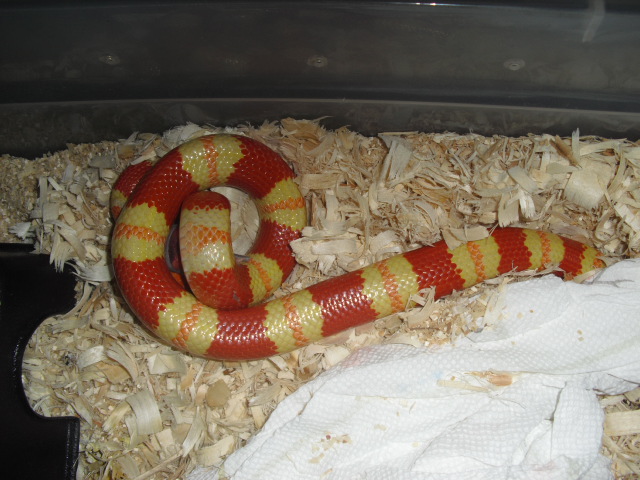 albino annulata