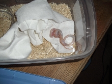 albino house snake