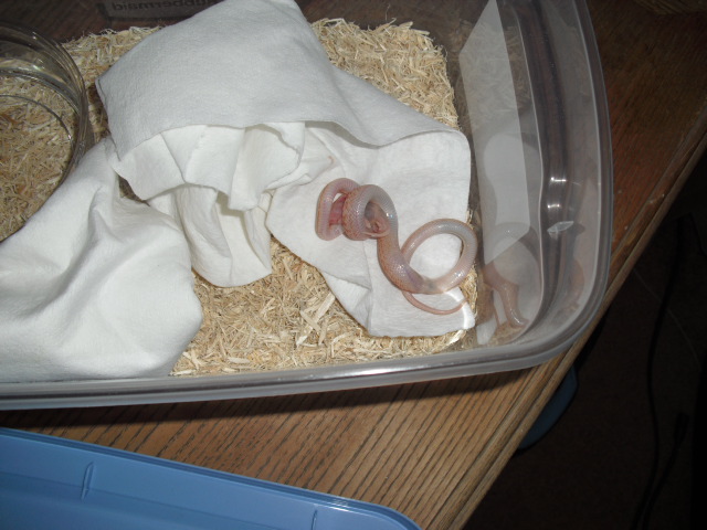 albino house snake