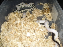 albino male to reverse striped