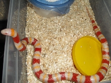 albino mexican milk male