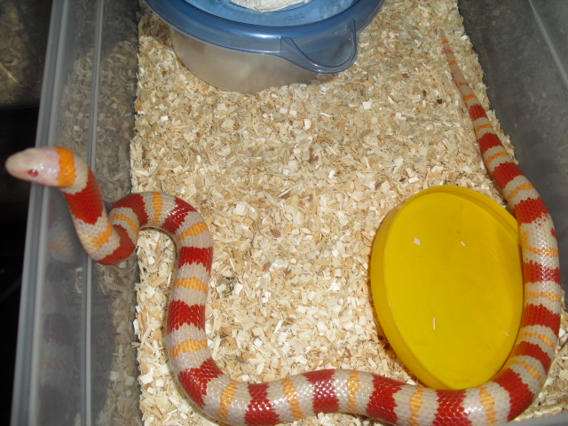 albino mexican milk male