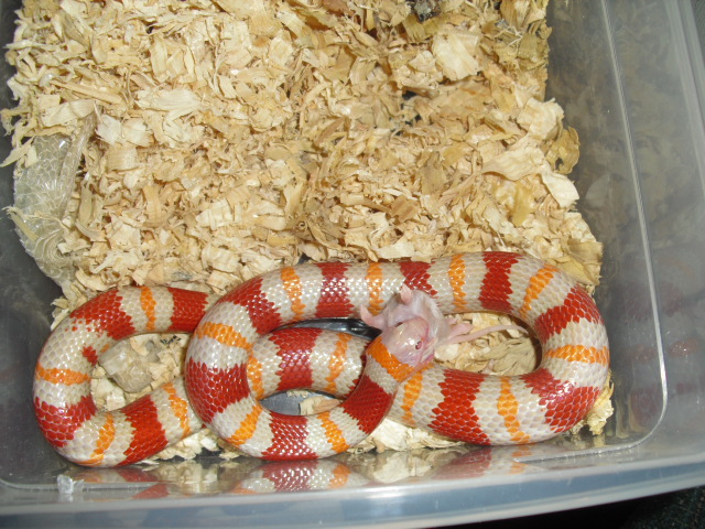 09 albino male annulata