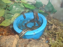 blackbellys feasting