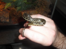 mini anaconda