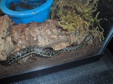 blackbelly female