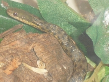 up close blackbelly