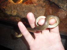 olive green blackbelly male