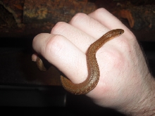 blackbelly female red morph