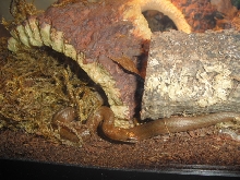 blackbelly red in tank