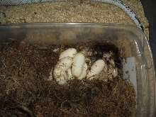 cal king eggs