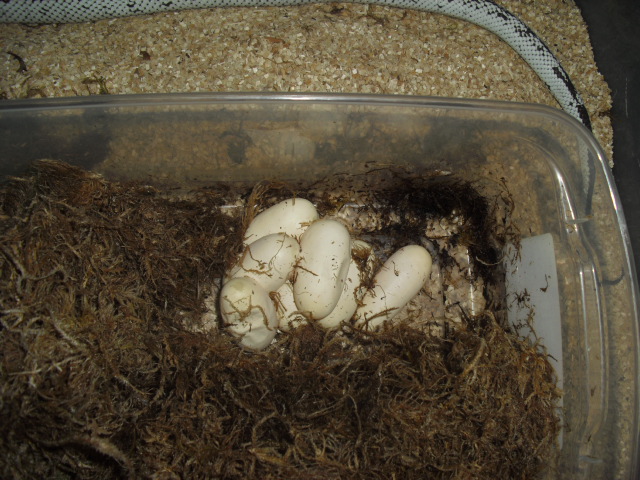 cal king eggs