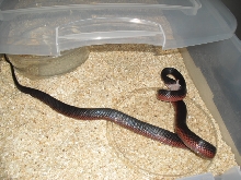 mussurana female