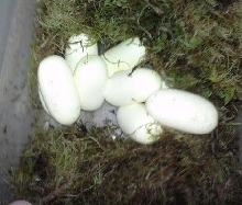 eggs