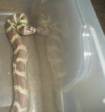 ghostish cal king
