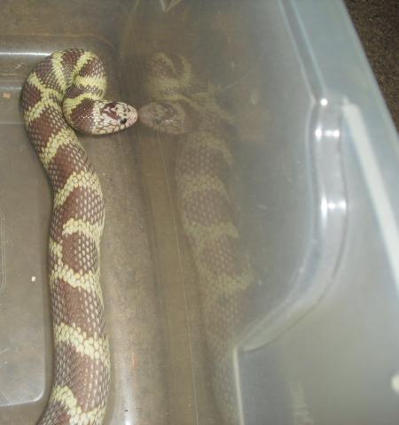 ghostish cal king